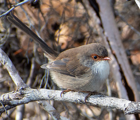 Superb Fairywren Female  Australia,Fall,Geotagged,Malurus cyaneus,Superb Fairywren