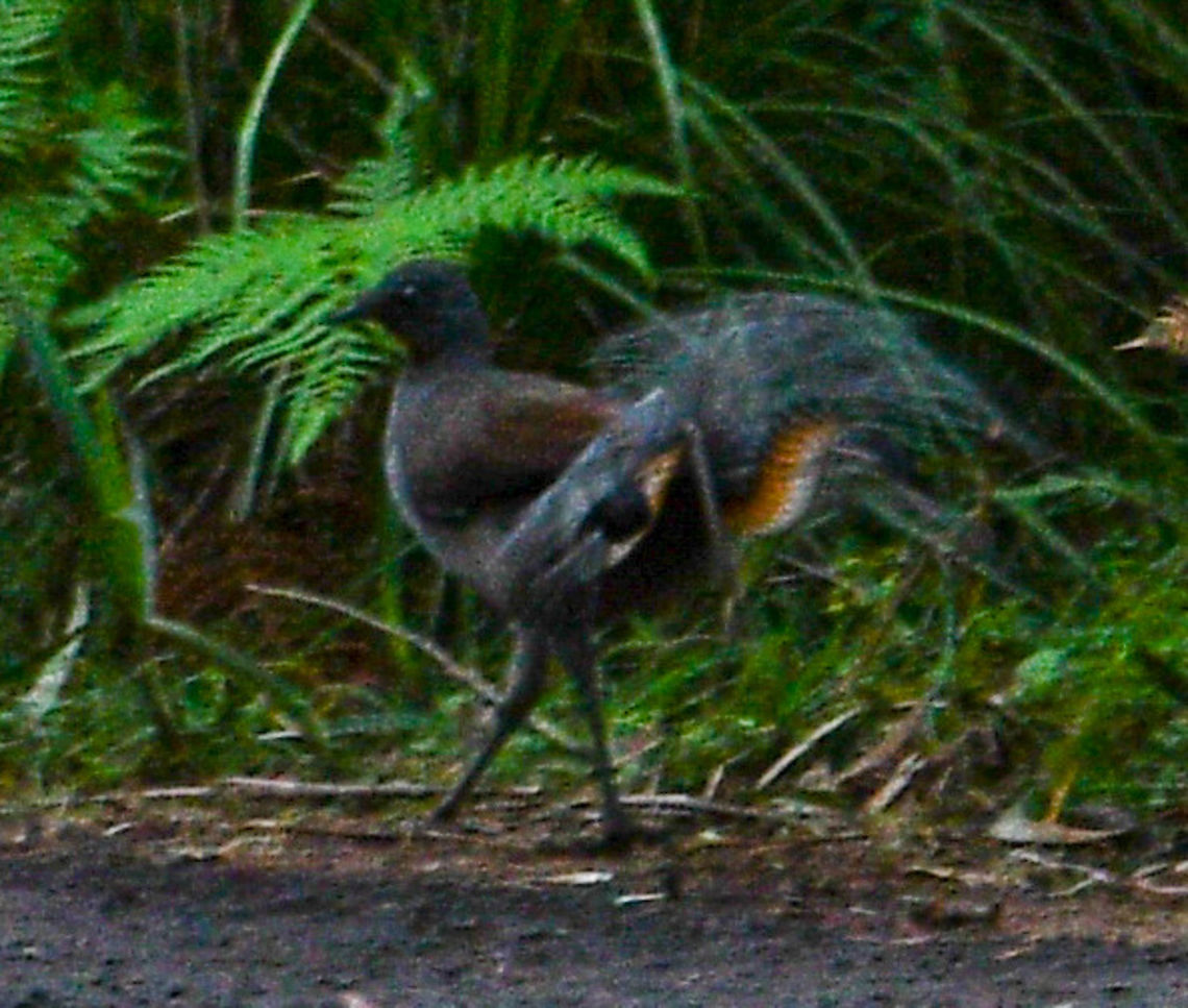 Elusive Lyrebird Apologies for the poor quality. I chased this down the road in a very dark rainforest. These are my absolute favourite Australian birds and they can mimic anything. Even a chainsaw. Check them out on you tube.<br />
Did you know that there is a connection with Yehudi Menuhin and lyrebirds?<br />
During his short stay at Shasta  Lodge Mt Wilson, Menuhin practiced his violin. According to Syd Kirk, for weeks following his departure, the local lyre birds imitated the violin perfectly.<br />
This episode was confirmed by Yehudi Menuhin &lsquo;s son, Krov, when he stayed there in 1994. Australia,Fall,Geotagged,Menura novaehollandiae,Superb Lyrebird