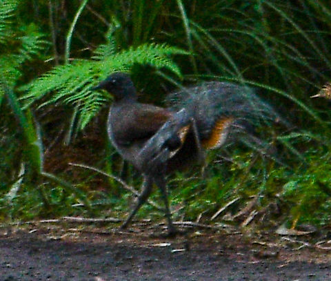 Elusive Lyrebird Apologies for the poor quality. I chased this down the road in a very dark rainforest. These are my absolute favourite Australian birds and they can mimic anything. Even a chainsaw. Check them out on you tube.
Did you know that there is a connection with Yehudi Menuhin and lyrebirds?
During his short stay at Shasta  Lodge Mt Wilson, Menuhin practiced his violin. According to Syd Kirk, for weeks following his departure, the local lyre birds imitated the violin perfectly.
This episode was confirmed by Yehudi Menuhin ‘s son, Krov, when he stayed there in 1994. Australia,Fall,Geotagged,Menura novaehollandiae,Superb Lyrebird