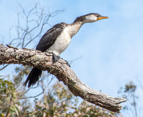 Little pied cormorant  Australia,Fall,Geotagged,Little Pied Cormorant,Microcarbo melanoleucos