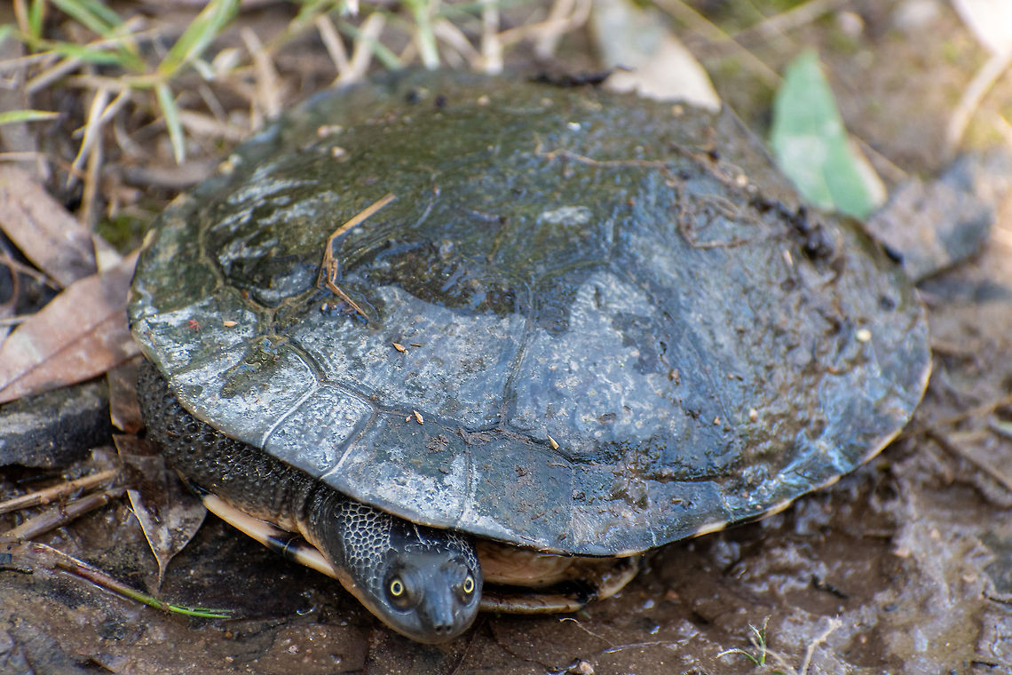 Eastern Long Necked Turtle These turtles are under serious threat in the Blue Mountains and work is underway to develop floating platform stations to increase the chances of hatchlings survival. Australia,Chelodina longicollis,Eastern long neck turtle,Fall,Geotagged