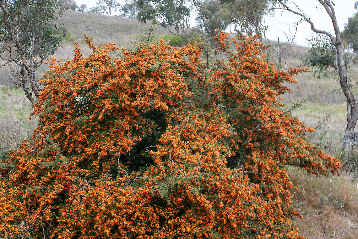 Firethorn This is considered an environmental weed in NSW. There are 4 species which have naturalised here. Quite a stark contrast against the Aussie bush! This was in numerous places on the roadside. Australia,Fall,Geotagged,Pyracantha angustifolia