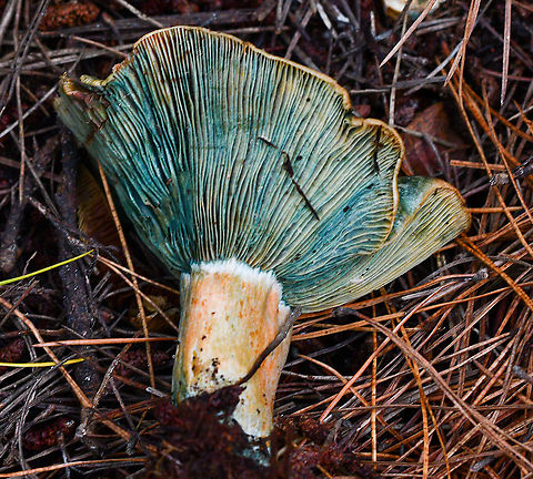Saffron Milk Cap Found in Oberon State Pine Forest Australia,Fall,Geotagged,Lactarius deliciosus,Saffron milk cap