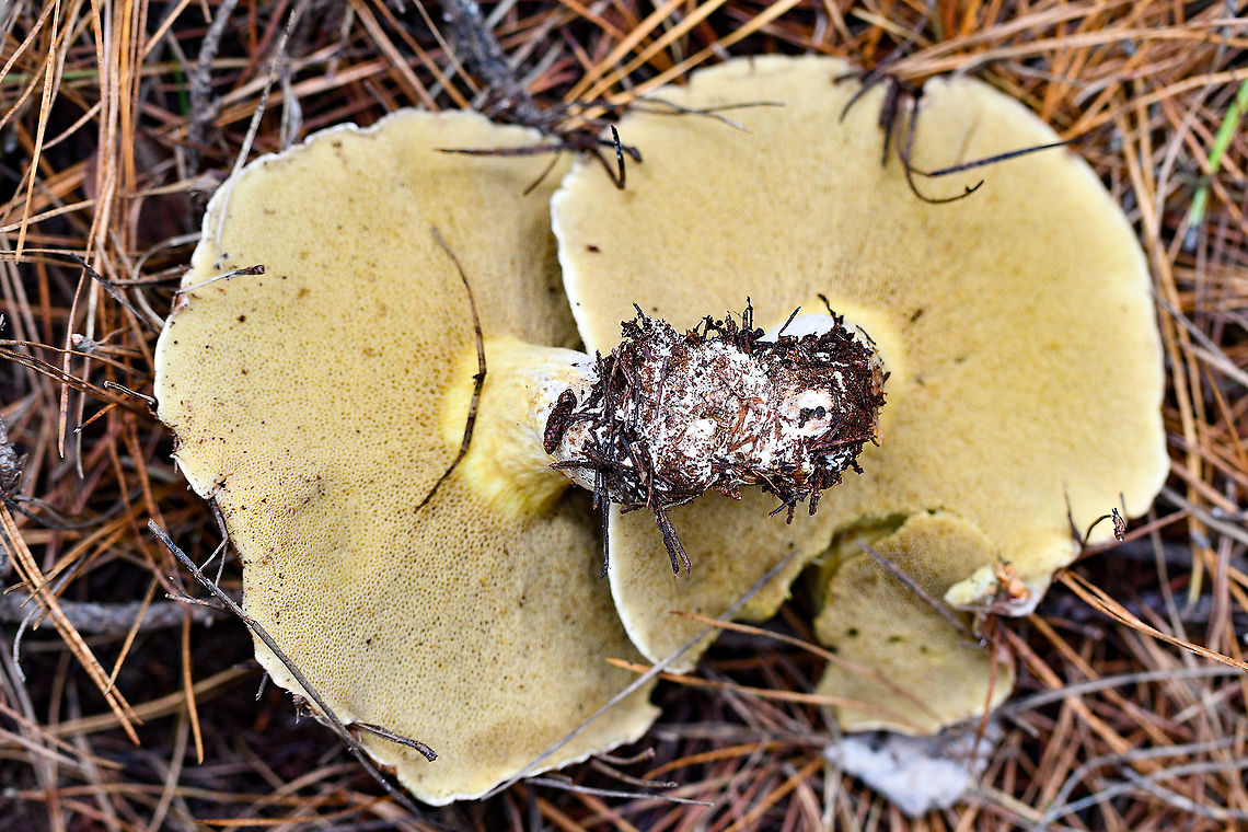 Slippery Jack  Slippery jack,Suillus luteus