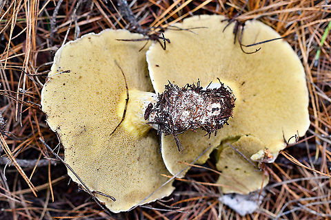 Slippery Jack  Slippery jack,Suillus luteus