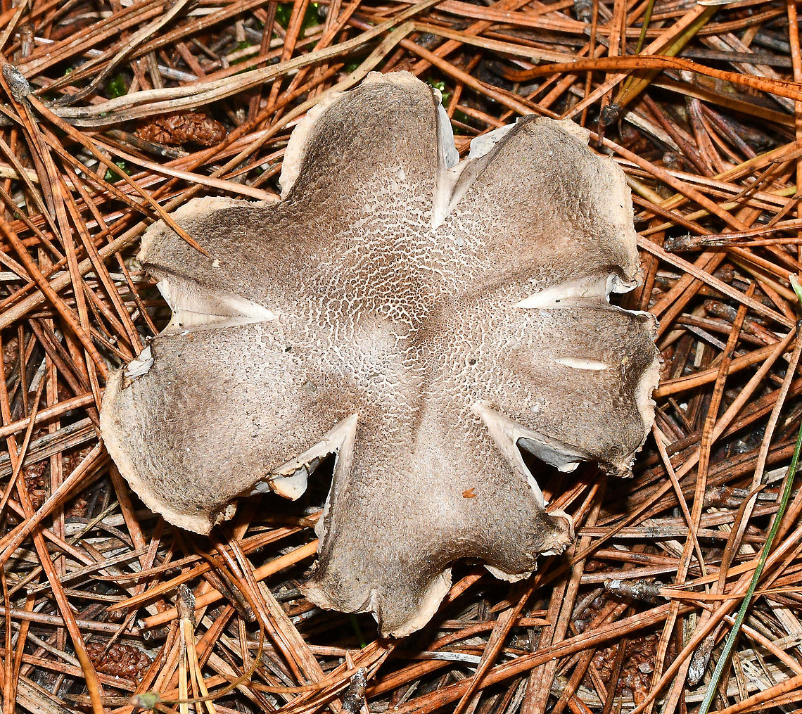 Grey Knight  Australia,Fall,Geotagged,Grey knight,Tricholoma terreum