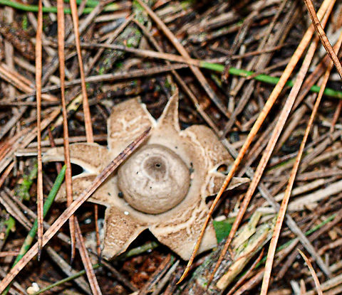 Collared Earthstar??  Australia,Fall,Geastrum triplex,Geotagged