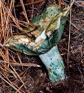Saffron Milk Cap Found in Oberon State Pine Forest Australia,Fall,Geotagged,Lactarius deliciosus,Saffron milk cap