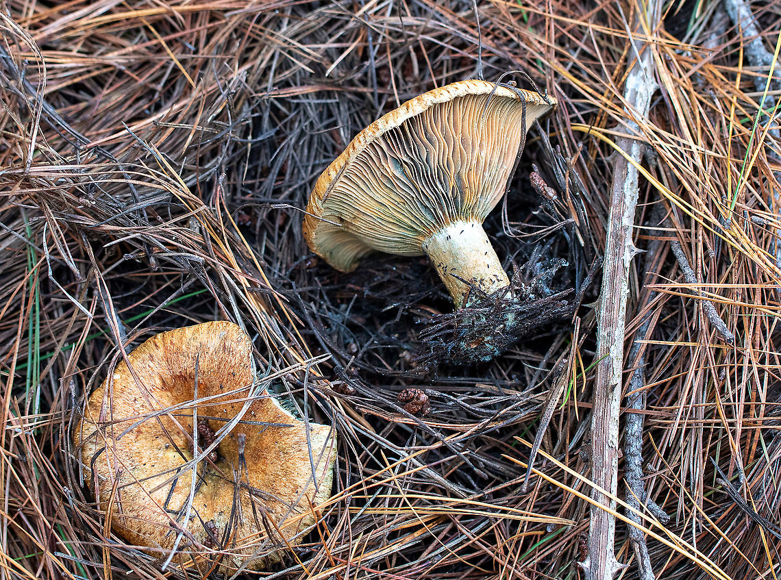 Saffron Milk Cap  Australia,Fall,Geotagged,Lactarius deliciosus,Lactarius indigo,Lacterius,Saffron milk cap