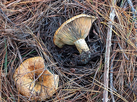 Saffron Milk Cap  Australia,Fall,Geotagged,Lactarius deliciosus,Lactarius indigo,Lacterius,Saffron milk cap