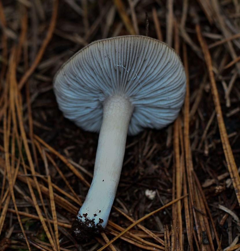 Fungi Oberon  Australia,Fall,Geotagged