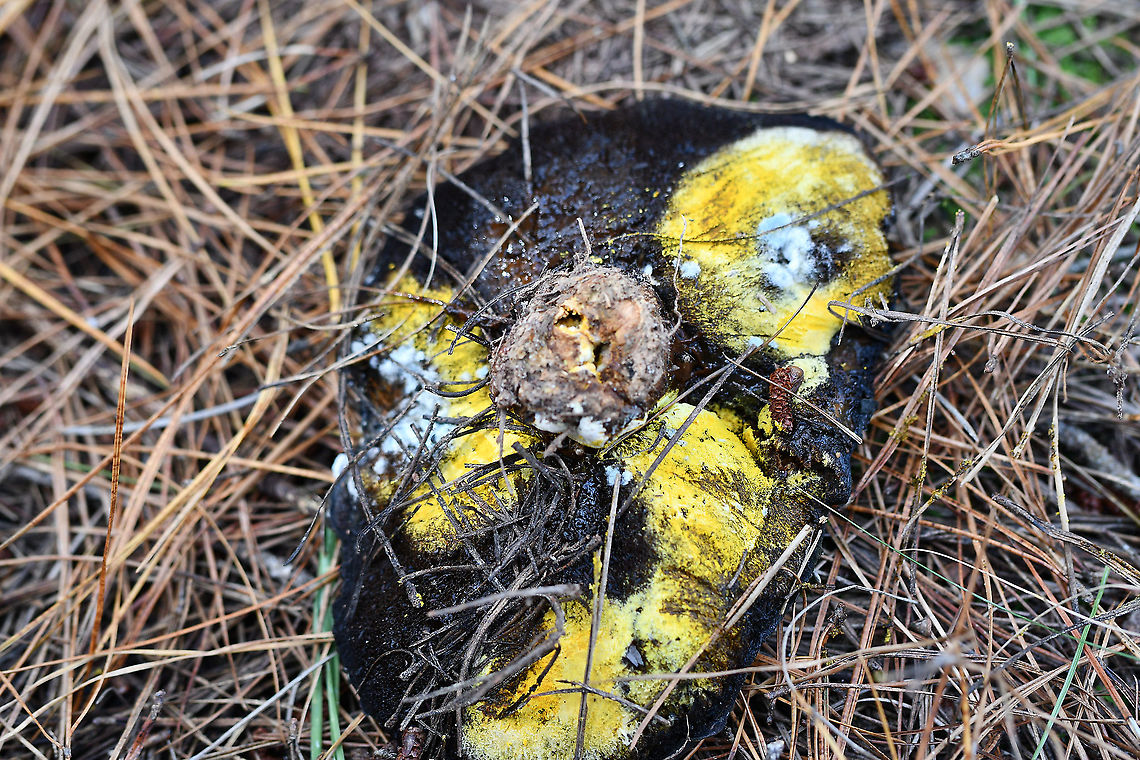 Bolete Eater  Australia,Bolete eater,Fall,Geotagged,Hypomyces chrysospermus
