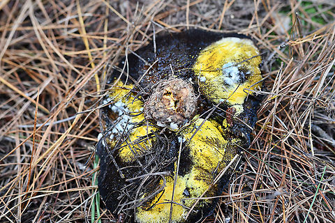 Bolete Eater  Australia,Bolete eater,Fall,Geotagged,Hypomyces chrysospermus
