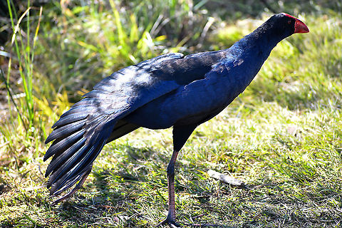 Australasian swamphen I think their feet are amazing. This bird has one tucked up under his wing. Australasian swamphen,Australia,Fall,Geotagged,Porphyrio melanotus