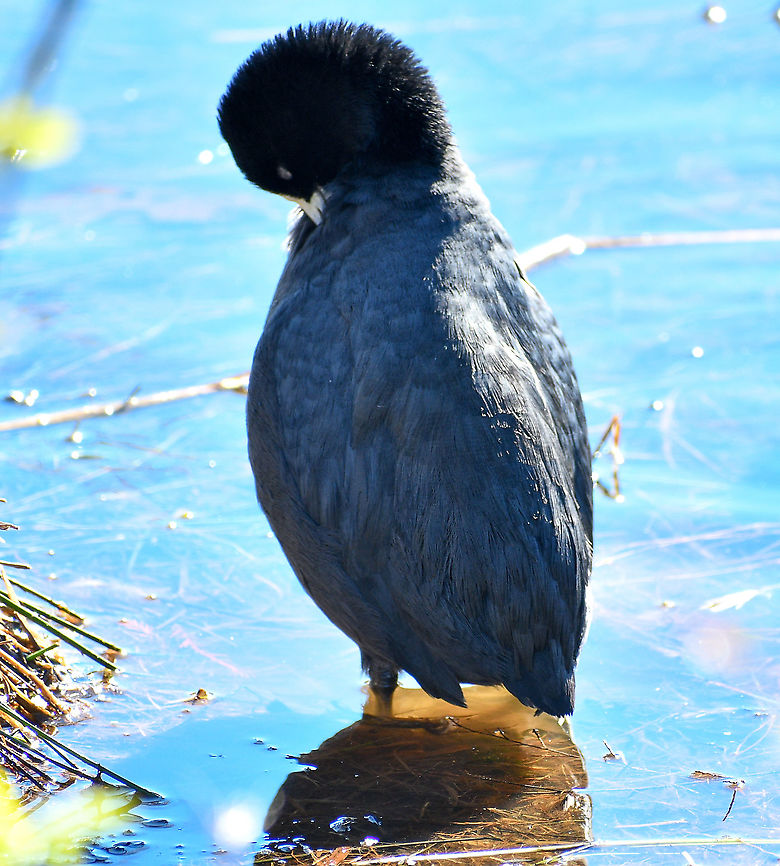 Eurasian Coot  Australia,Eurasian coot,Fall,Fulica atra,Geotagged