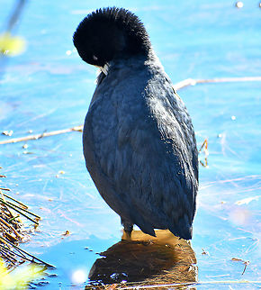 Eurasian Coot  Australia,Eurasian coot,Fall,Fulica atra,Geotagged