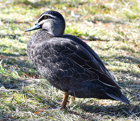 Pacific Black Duck  Anas superciliosa,Australia,Fall,Geotagged,Pacific black duck