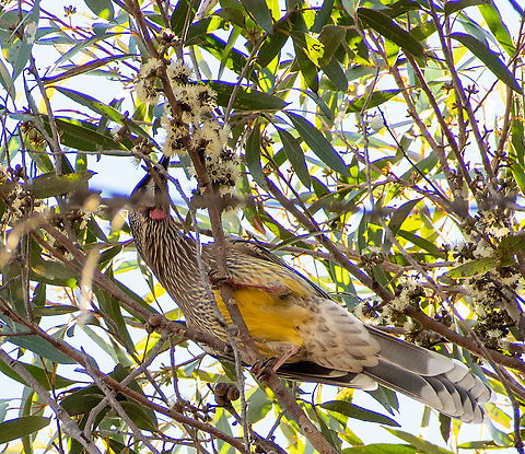 Red wattlebird enjoying the eucalypt blossoms  Anthochaera carunculata,Australia,Fall,Geotagged,Red wattlebird
