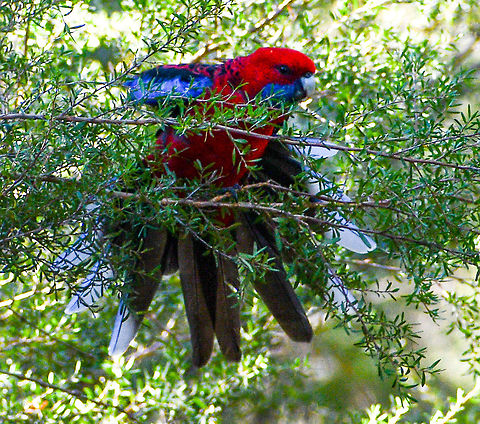 Crimson Rosella What a fanfare! Australia,Crimson rosella,Fall,Geotagged,Platycercus elegans