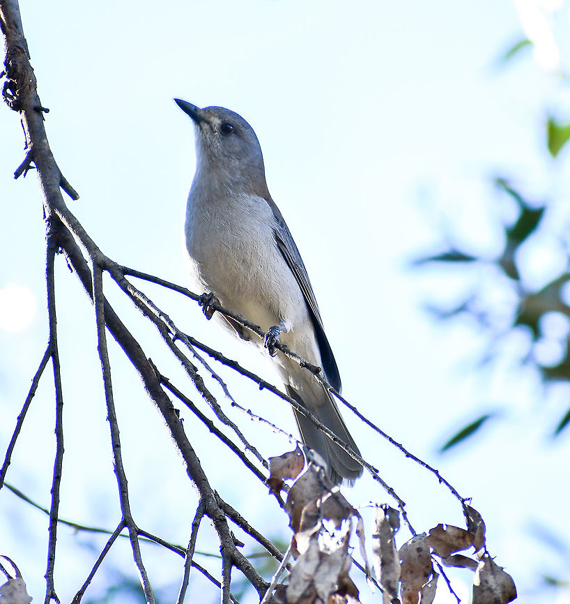 Grey Strikethrush  Australia,Colluricincla harmonica,Fall,Geotagged,Grey shrike-thrush