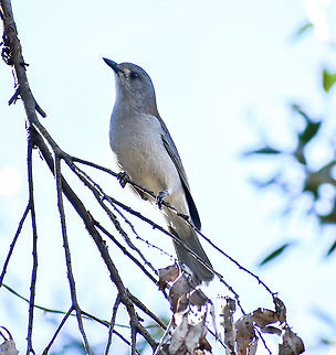 Grey Strikethrush  Australia,Colluricincla harmonica,Fall,Geotagged,Grey shrike-thrush