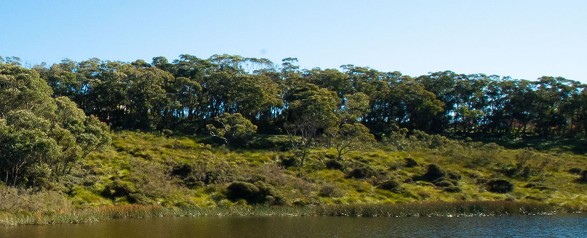 Hanging Swamp Blue Mountains Swamps are a biologically diverse plant community that occurs nowhere else in the world. The vegetation in these swamps range from low buttongrass clumps to large shrubs such as Hakeas and Grevillea species. The swamps provide essential habitat to several threatened species such as the Blue Mountains water skink (Eulampras leuraensis) and the Giant Dragonfly (Petaluma gigantea)<br />
<br />
<a href="https://www.bmcc.nsw.gov.au/environment/waterways/swamps" rel="nofollow">https://www.bmcc.nsw.gov.au/environment/waterways/swamps</a><br />
Australia,Fall,Geotagged