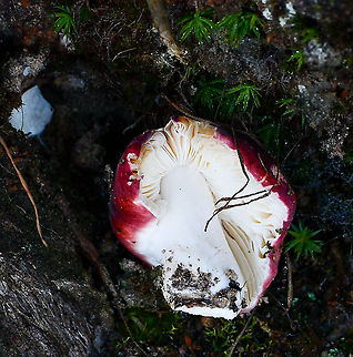 Russula  Australia,Fall,Geotagged,Russula persanguinea