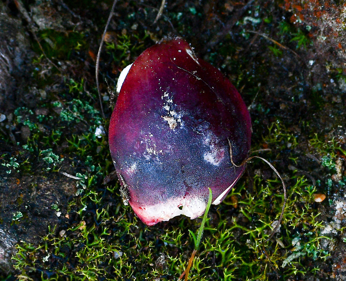 Russula  Australia,Fall,Geotagged,Russula persanguinea