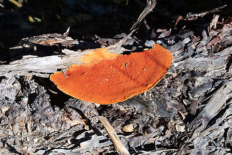 Orange Bracket Fungus  Australia,Fall,Geotagged,Pycnoporus coccineus