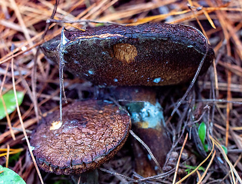 Slippery Jack  Australia,Fall,Geotagged,Slippery jack,Suillus luteus