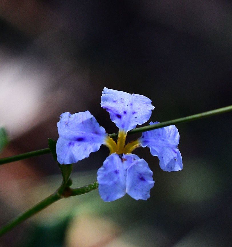 Blue Dampiera  Australia,Blue Dampiera,Dampiera stricta,Fall,Geotagged