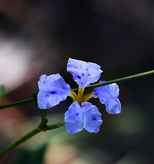 Blue Dampiera  Australia,Blue Dampiera,Dampiera stricta,Fall,Geotagged
