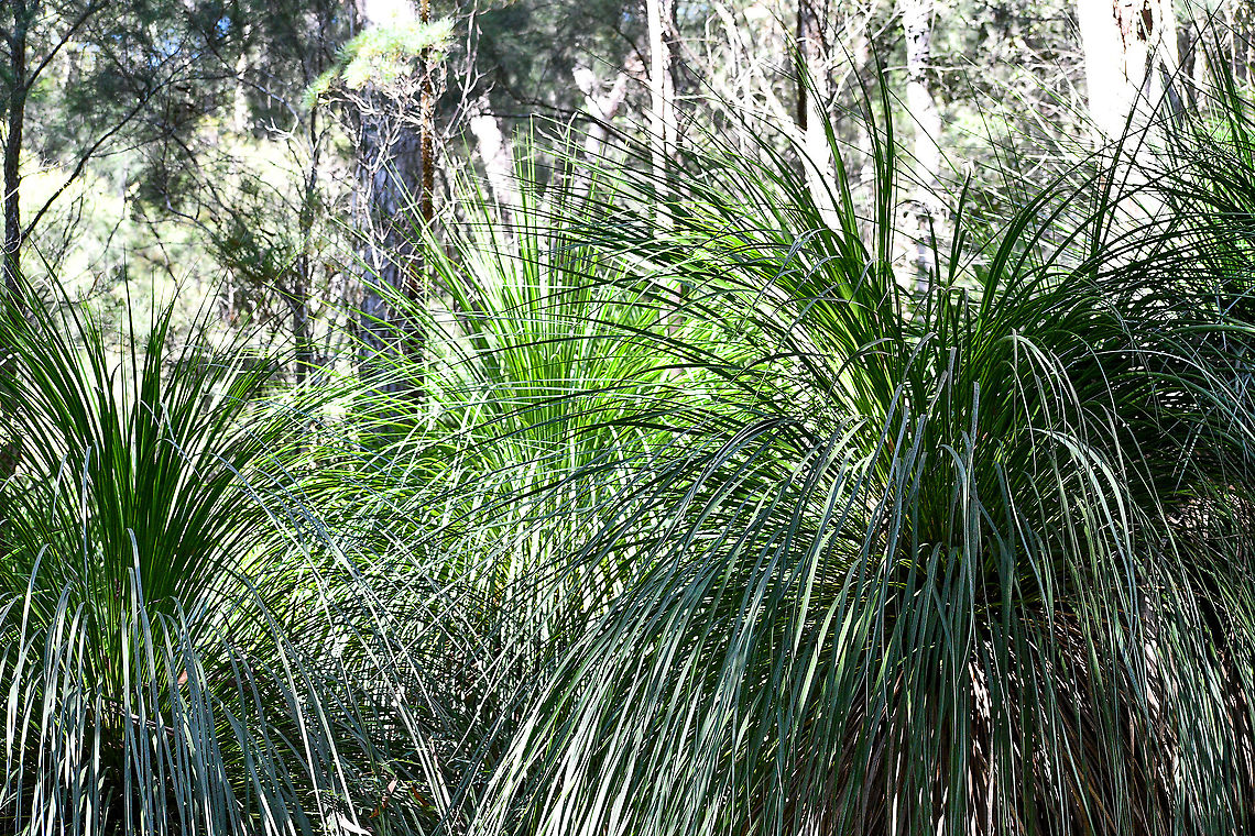 Grass trees Theses are thriving in the Aussie bush at present due to the bushfires last year followed by plenty of rain. Australia,Fall,Geotagged,Xanthorrhoea australis