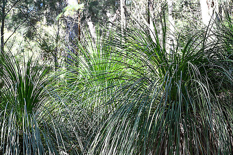 Grass trees Theses are thriving in the Aussie bush at present due to the bushfires last year followed by plenty of rain. Australia,Fall,Geotagged,Xanthorrhoea australis