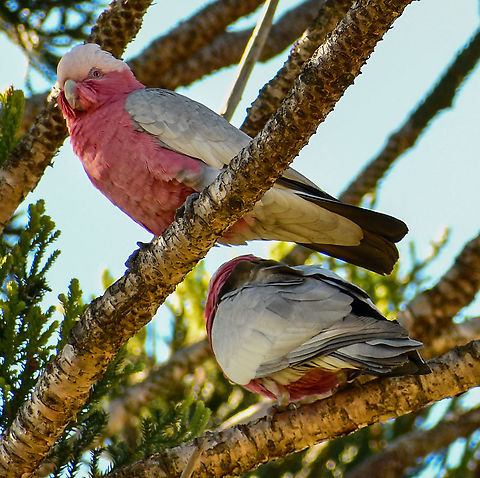 Galahs enjoying the Norfolk Pine  Australia,Eolophus roseicapilla,Fall,Galah,Geotagged