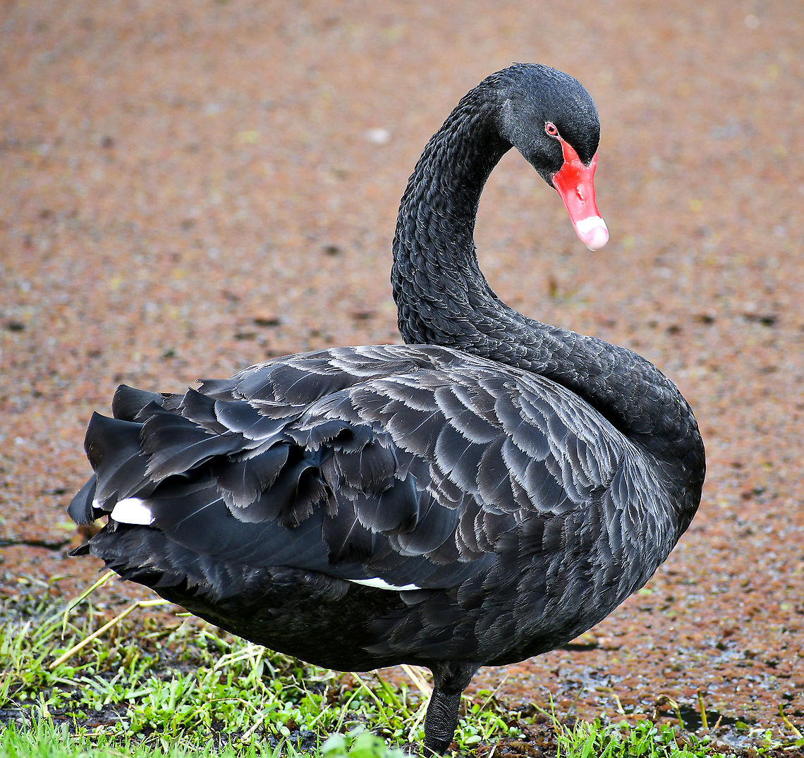 Black Swan  Australia,Black Swan,Cygnus atratus,Fall,Geotagged