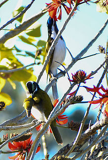 Blue_Faced_Honey_Eaters  Australia,Blue-faced Honeyeater,Entomyzon cyanotis,Fall,Geotagged