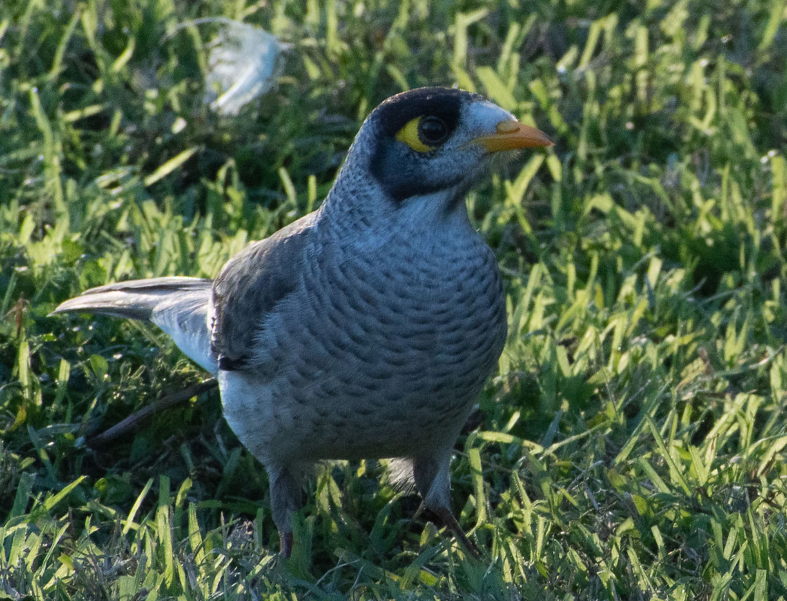 Noisy Miner  Australia,Fall,Geotagged,Manorina melanocephala,Noisy miner