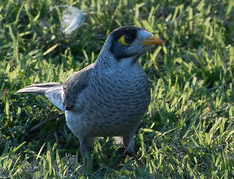 Noisy Miner  Australia,Fall,Geotagged,Manorina melanocephala,Noisy miner