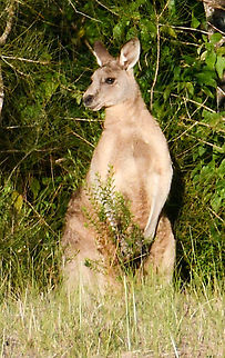 Eastern Grey Kangaroo  Australia,Eastern grey kangaroo,Fall,Geotagged,Macropus giganteus