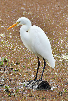 Intermediate Egret  Ardea alba modesta,Ardea intermedia,Australia,Eastern Great Egret,Fall,Geotagged,Intermediate egret,Mesophoyx intermedia