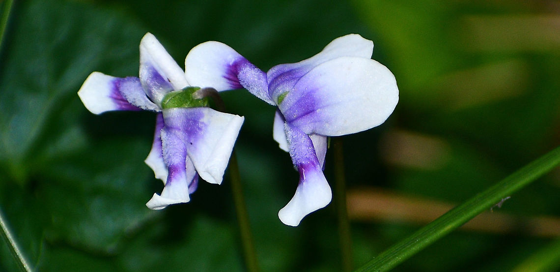 Australian Native Violet  Australia,Fall,Geotagged,Viola  hederacea,Viola hederacea