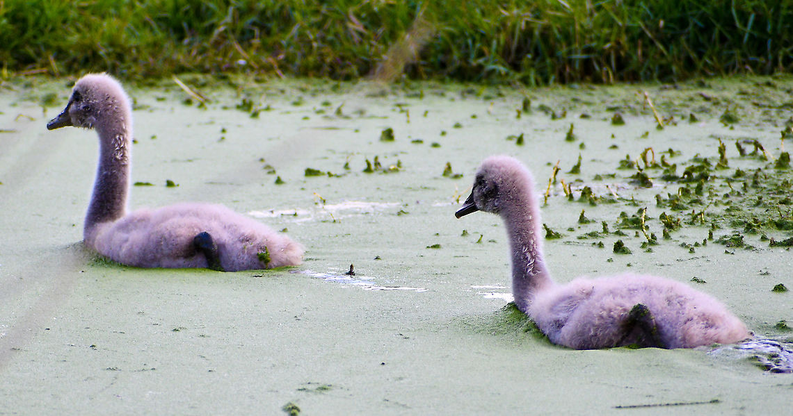 Cygnets_  Australia,Black Swan,Cygnus atratus,Fall,Geotagged