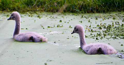 Cygnets_  Australia,Black Swan,Cygnus atratus,Fall,Geotagged