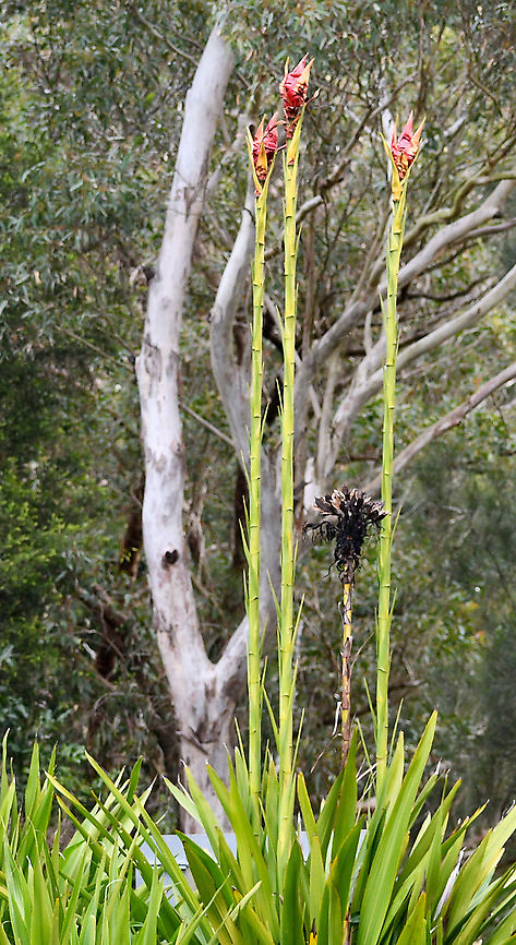 Gymea Lily  Australia,Doryanthes excelsa,Fall,Geotagged,Gymea lily