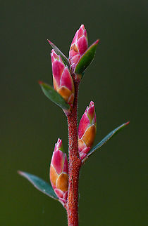 NSW Coral Heath About to bloom Australia,Epacris pulchella,Fall,Geotagged