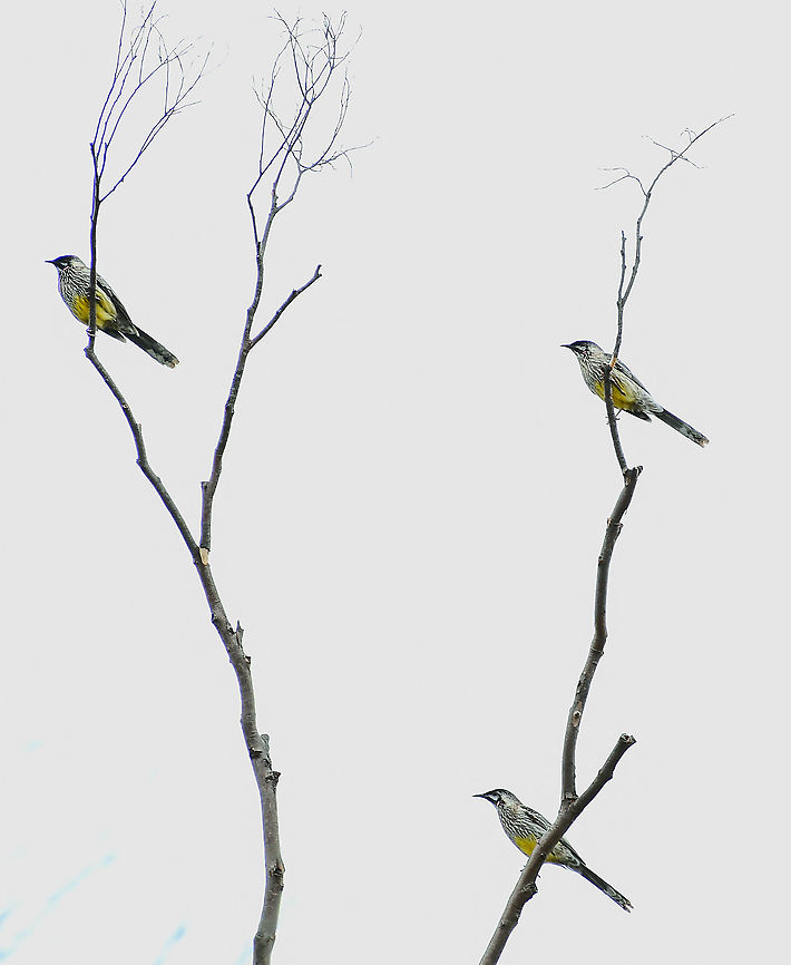 Wattle_birds_Woodford_oak_trail  Anthochaera carunculata,Australia,Fall,Geotagged,Red wattlebird