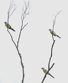 Wattle_birds_Woodford_oak_trail  Anthochaera carunculata,Australia,Fall,Geotagged,Red wattlebird