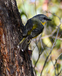 Yellow_Robin  Australia,Eastern Yellow Robin,Eopsaltria australis,Geotagged,Winter