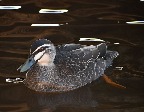 Pacific Black Duck Cruising along Anas superciliosa,Australia,Fall,Geotagged,Pacific black duck